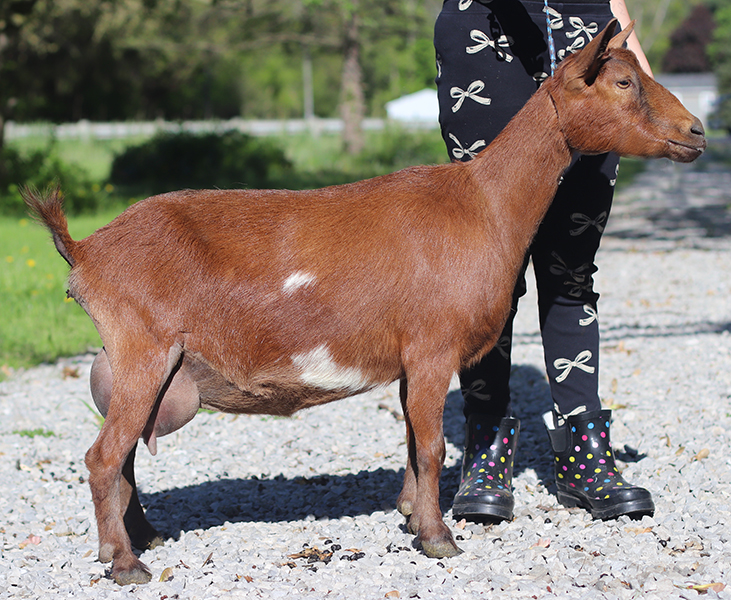 Lesperance Hartstopper